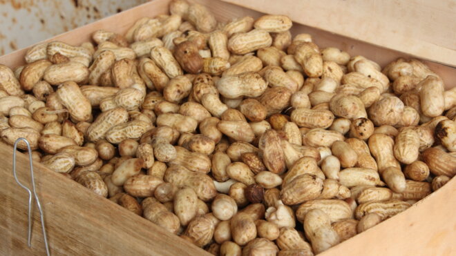 Where do peanuts come from?