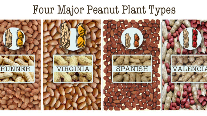How many types of peanuts are there?