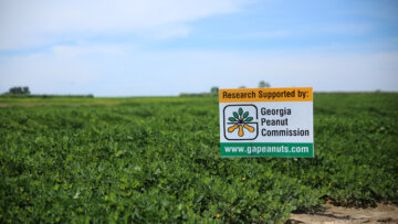 Georgia Peanut Commission approves funding for research projects for FY 2022-2023