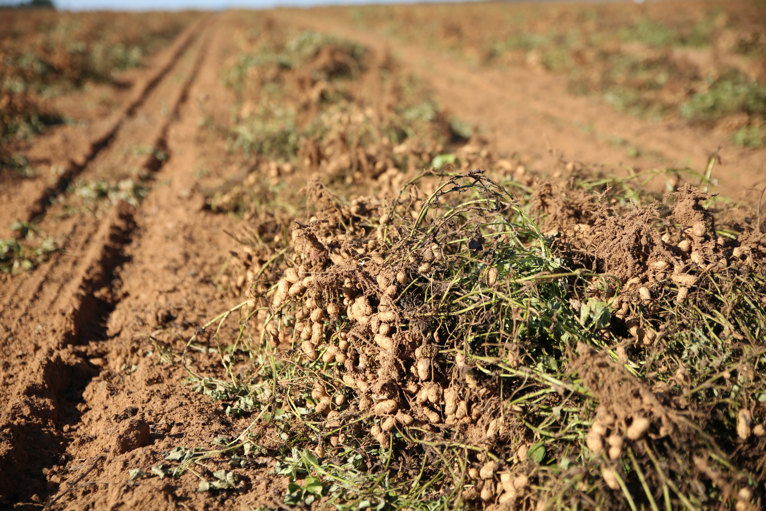 USDA Announces Peanut Agricultural Economic Assistance