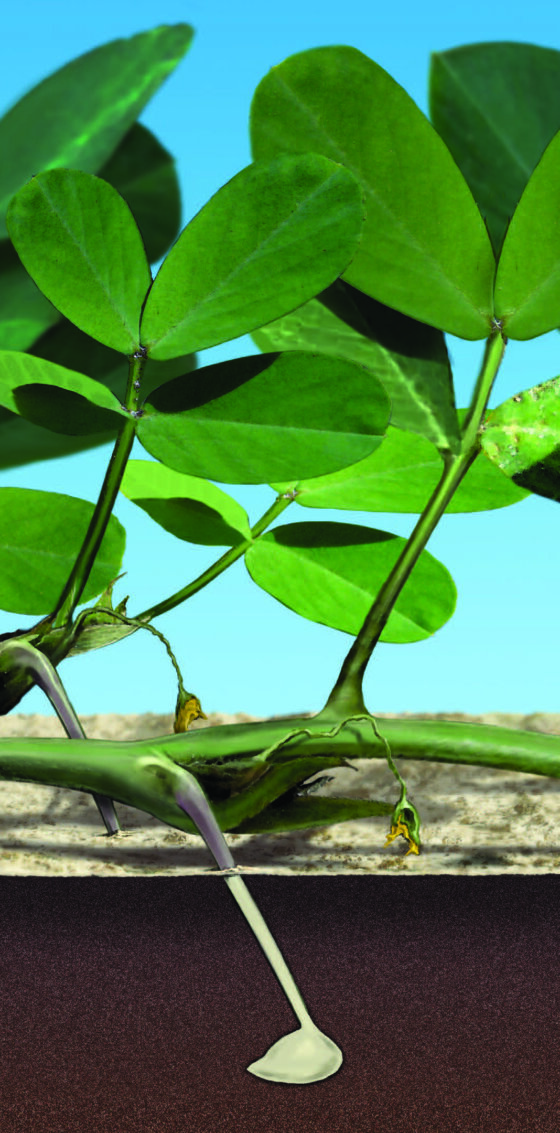 Life Cycle Of A Peanut