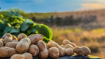 Georgia Peanut Commission announces  2026 calendar photo winners